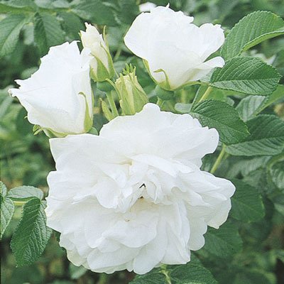 Rugosa Roses — Sunnyside Nursery